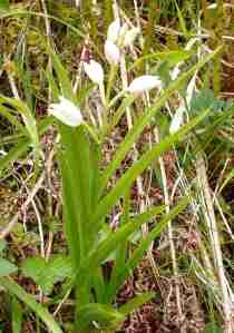 C. longifolia on Skye