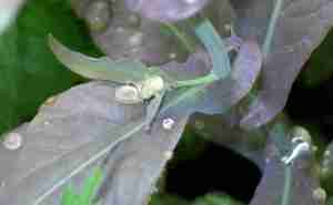 Peltaria alliacea leaf base
