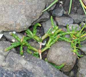 Salicornia. Anyone fancy identifying the species?
