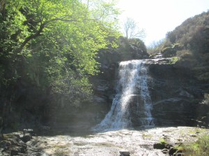 Elm by waterfall