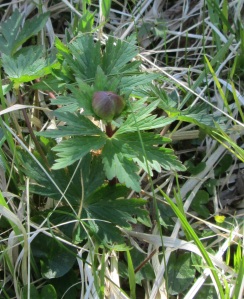 Globeflower in bud