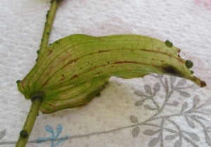 Potamogeton perfoliatus with nodules