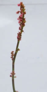 Rumex acetosa subsp. hibernicus (1)