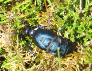 Violet Oil Beetle