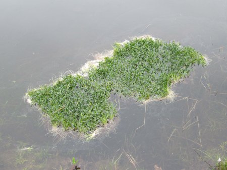 A curious raft of Lobelia dortmanna (Water Lobelia)