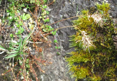 Poa alpina (Alpine Meadow-grass)