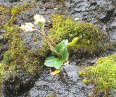 Saxifraga nivalis (Alpine Saxifrage)