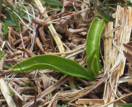 Ophioglossum azoricum (Small Adder's-tongue)