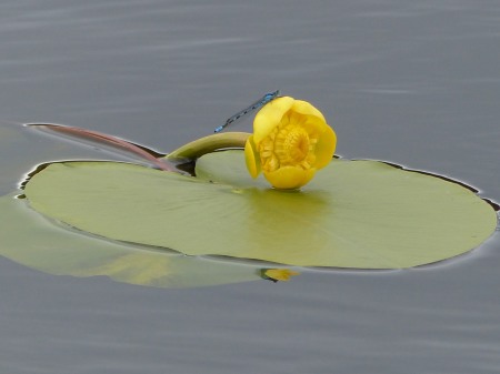 Yellow Water-lily & Damselfly