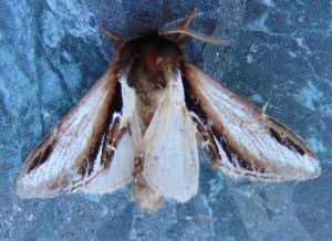 Lesser Swallow Prominent.