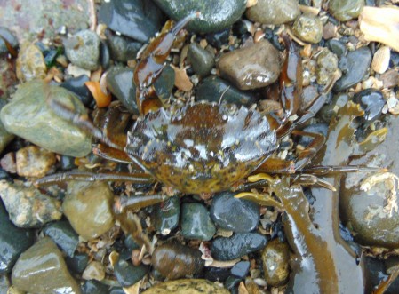 Green Shore Crab