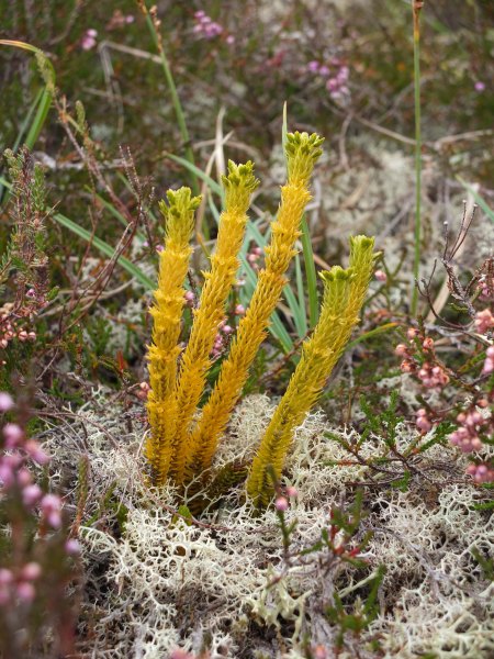 Huperzia selago subsp. arctica