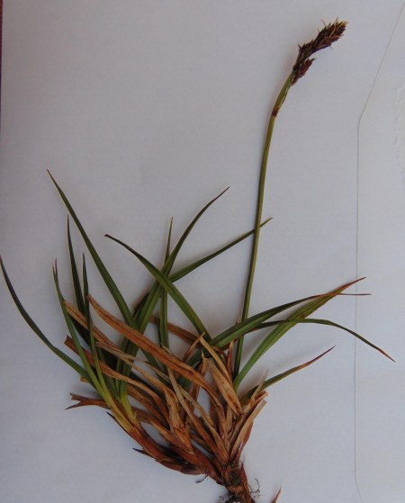 Carex bigelowii 00