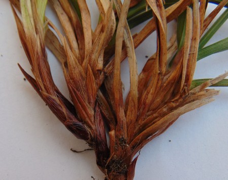 Carex bigelowii 02