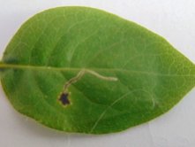 Lonicaera leaf mine 1