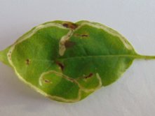 Lonicaera leaf mine 2
