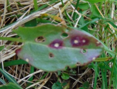 Ramularia rubella on Rumex acetosa