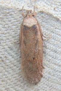 Moth 19d