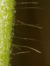 Stem hairs and glands