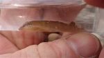 Small-headed Clingfish