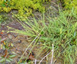 Carex canescens (White Sedge)