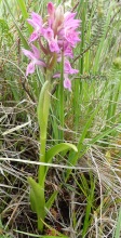 Dactylorhiza incarnata (Early Marsh-orchid)