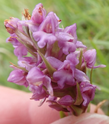Gymnadenia borealis (Heath Fragrant-orchid)