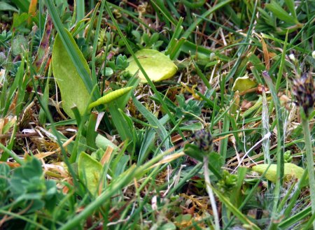 Ophioglossum azoricum (Small Adder's-tongue) JM