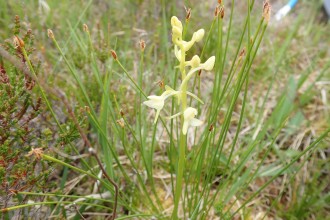 Platanthera bifolia (Lesser Butterfly-orchid)