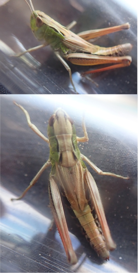 Chorthippus parallelus ( Meadow grasshopper)