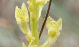Hammarbya paludosa (Bog Orchid)