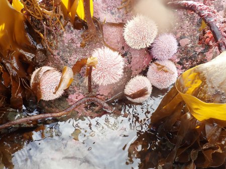 Edible Sea Urchins