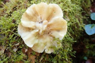 Kinloch fungus 2
