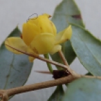 Berberis julianae flower