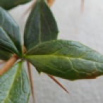 Berberis julianae leaf