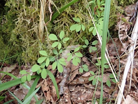 Ceratocapnos claviculata (Climbing Corydalis)