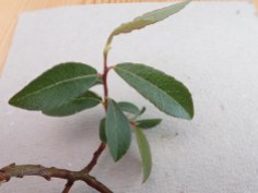 Salix x ambigua