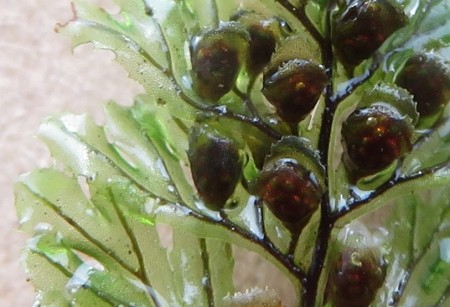 Hymenophyllum tunbrigense NG51