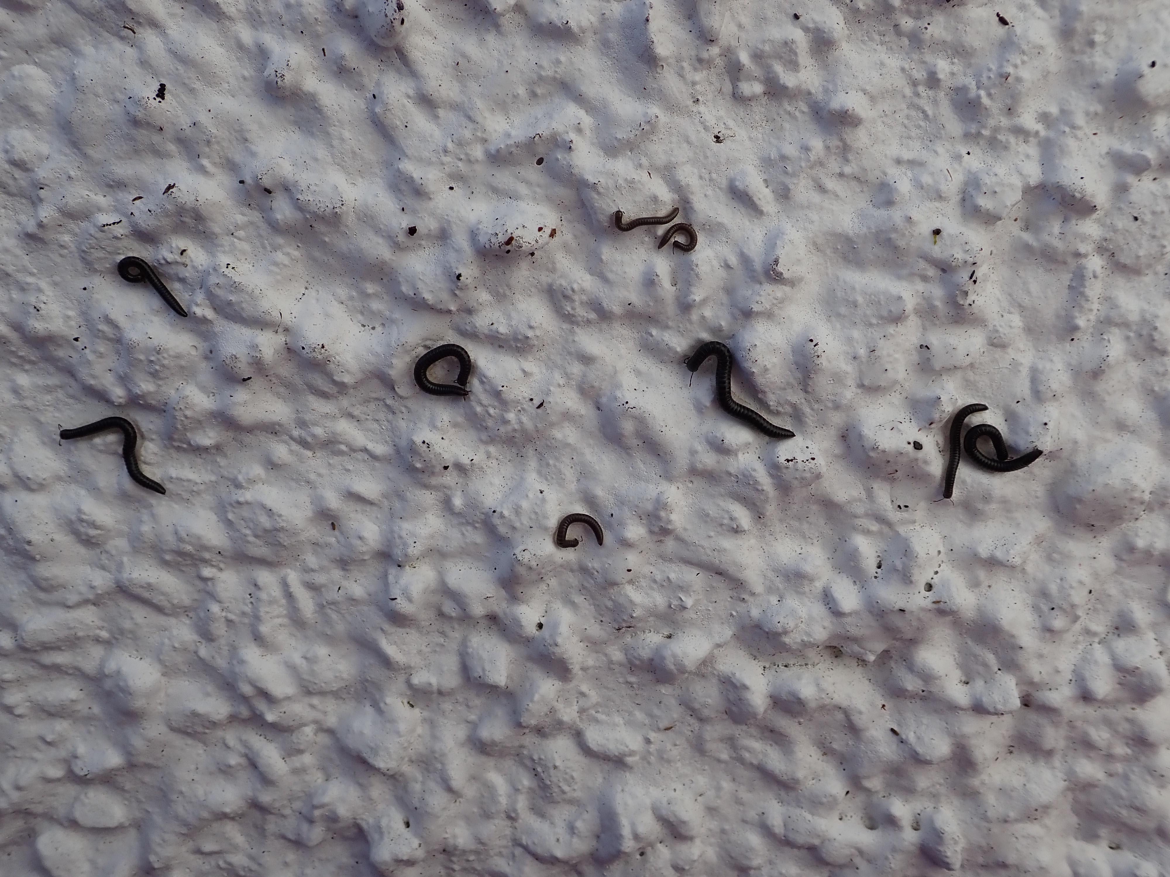 MIllipedes on outside wall