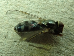 Platycheirus albimanus